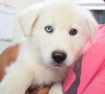 Kado (Stella P4) -  Husky and Tibetan Mastiff Dog for Adoption in Pahrump, Nevada - Kado (Stella P4) | PetCurious