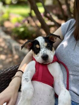 PIPPIN -  Australian Cattle Dog Blue Heeler Dog for Adoption in Broomfield, Colorado - PIPPIN | PetCurious