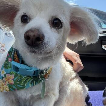 Romilly -  Pomeranian Dog for Adoption in West Hollywood, California - Romilly | PetCurious