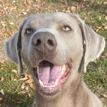 Rescue Weimaraner Dogs for Adoption in Auburn, Nebraska - Jermajesty | PetCurious