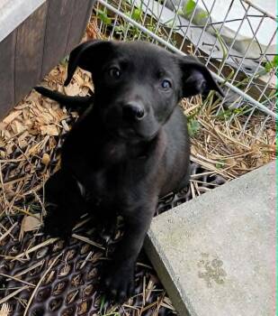 Black Labrador Retriever Dogs Available for Adoption in Fort Payne, Alabama - Billy | PetCurious