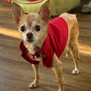 Tiny 21054 -  Chihuahua and Mixed Breed Dog for Adoption in Cumming, Georgia - Tiny 21054 | PetCurious