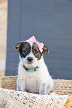 Pandie -  Cairn Terrier Dog for Adoption in Salt Lake City, Utah - Pandie | PetCurious