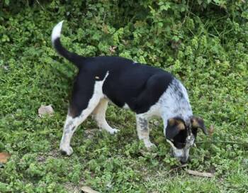 Australian Cattle Dog Blue Heeler and Catahoula Leopard Dog Dogs Available for Adoption - NOLLA | PetCurious
