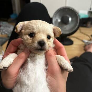 Chiweenie Dogs Available for Adoption in Lafayette, California - Finn | PetCurious