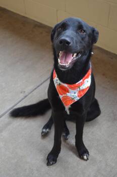 Ichabod -  Labrador Retriever Dog for Adoption in Mckinney, Texas - Ichabod | PetCurious