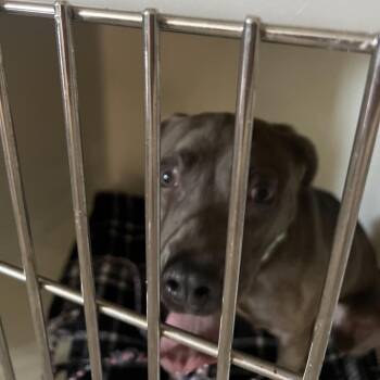 Pizza -  Pit Bull Terrier Dog for Adoption in East St. Louis, Illinois - Pizza | PetCurious