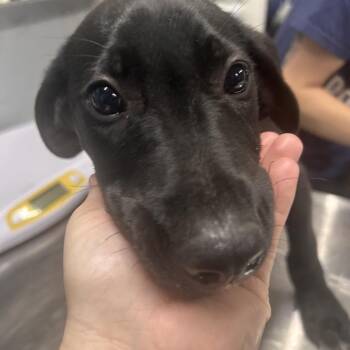 Mixed Breed Dogs Available for Adoption in Summerville, South Carolina - Neopolitan | PetCurious