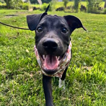 Bonnie -  Catahoula Leopard Dog and Terrier Dog for Adoption in Glocester, Rhode Island - Bonnie | PetCurious