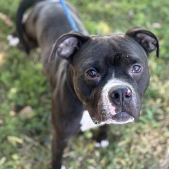 Beerus -  Mixed Breed Dog for Adoption in Davenport, Iowa - Beerus | PetCurious