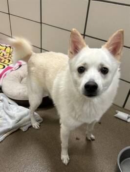 American Eskimo Dog and Shiba Inu Dogs Available for Adoption in Fort Wayne, Indiana - SNOWBALL | PetCurious