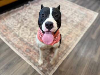 Staffordshire Bull Terrier and Pit Bull Terrier Dogs Available for Adoption - Bond Your Double O Buddy | PetCurious