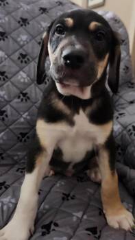 Sarge -  Mountain Dog and Catahoula Leopard Dog Dog for Adoption in St. Augustine, Florida - Sarge | PetCurious