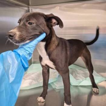 Dinah 26-06-197 -  Pit Bull Terrier and Labrador Retriever Dog for Adoption in Bastrop, Texas - Dinah 26-06-197 | PetCurious