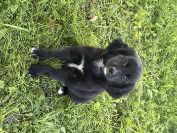 Avril -  Australian Shepherd and Black Labrador Retriever Dog for Adoption in Iron Ridge, Wisconsin - Avril | PetCurious
