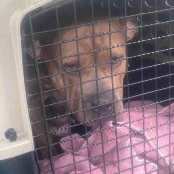 Skye -  Mixed Breed Dog for Adoption in Huntington, West Virginia - Skye | PetCurious