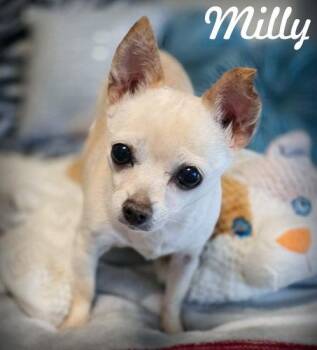 Milly -  Chihuahua Dog for Adoption in Anaheim, California - Milly | PetCurious