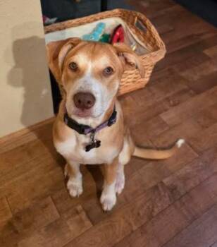 Libby -  Labrador Retriever and Shiba Inu Dog for Adoption in Sheboygan, Wisconsin - Libby | PetCurious
