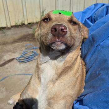 Peach -  Mixed Breed Dog for Adoption in Redwood Valley, California - Peach | PetCurious