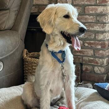 Goldendoodle Dogs Available for Adoption - Pearl | PetCurious