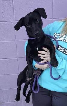 Mixed Breed Dogs Available for Adoption - Jeff | PetCurious