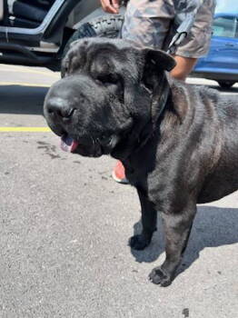 Rescue Shar Pei Dogs for Adoption in Crete, Illinois - Bane | PetCurious
