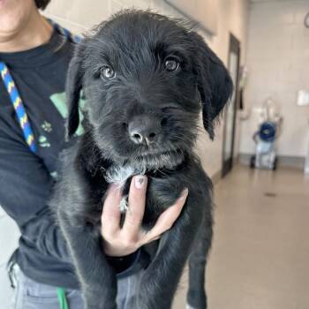 Mixed Breed Dogs Available for Adoption - Partridge | PetCurious