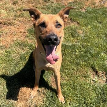 Rolo -  Mixed Breed Dog for Adoption in Medford, Oregon - Rolo | PetCurious