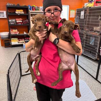 Dean Di Laurentis -  Mixed Breed Dog for Adoption in Parkersburg, West Virginia - Dean Di Laurentis | PetCurious