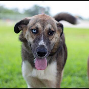Peanuts -  Mixed Breed Dog for Adoption in Lake Jackson, Texas - Peanuts | PetCurious