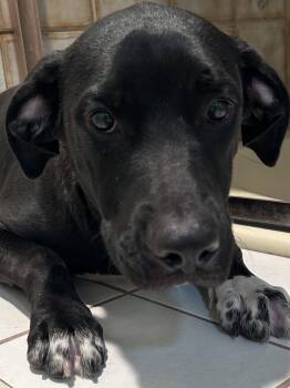 HERO -  Black Labrador Retriever Dog for Adoption in El Cajon, California - HERO | PetCurious