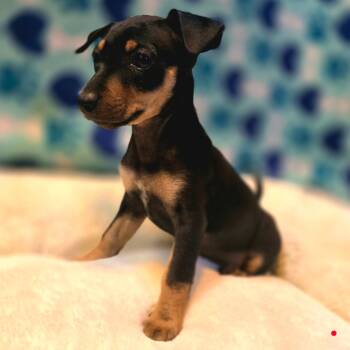 Monica -  Chiweenie and Dachshund Dog for Adoption in Hayward, California - Monica | PetCurious