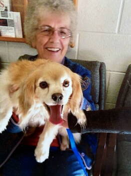 Rescue Cocker Spaniel Dogs for Adoption in Middlesex, North Carolina - Bucky | PetCurious