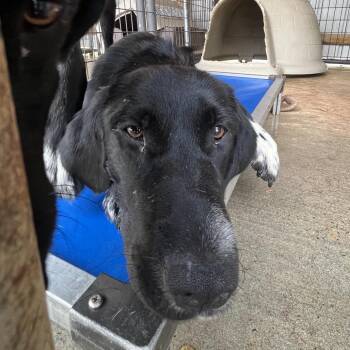 Bootsy -  Labrador Retriever Dog for Adoption in Parrish, Alabama - Bootsy | PetCurious