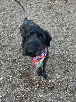 Gia -  Labradoodle Dog for Adoption in Evansville, Indiana - Gia | PetCurious