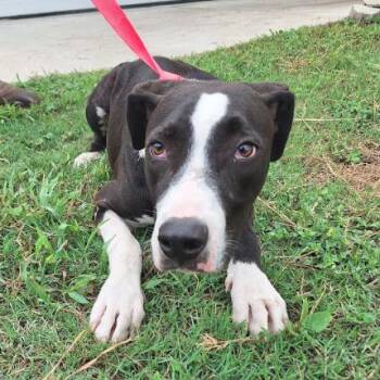 Timothy Sprout -  Labrador Retriever Dog for Adoption in Austin, Texas - Timothy Sprout | PetCurious