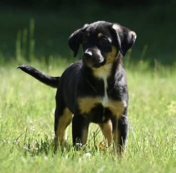 Ollie -  German Shepherd Dog and Rottweiler Dog for Adoption in Mechanicsburg, Pennsylvania - Ollie | PetCurious