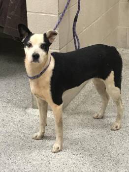 Australian Shepherd and Mixed Breed Dogs Available for Adoption - A424902 | PetCurious
