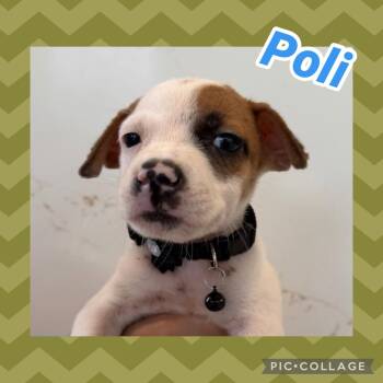 Poli -  Labrador Retriever Dog for Adoption in Ringwood, New Jersey - Poli | PetCurious