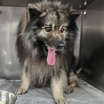 Keeshond Dogs Available for Adoption - Mercury | PetCurious