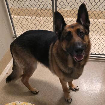 German Shepherd Dog Dogs Available for Adoption in Bristol, Indiana - Big Mac | PetCurious