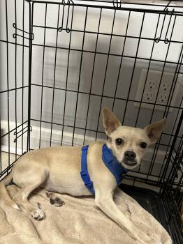 Rescue Chihuahua Dogs for Adoption in Ellicott City, Maryland - Jhene | PetCurious