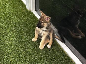 Husky and Presa Canario Dogs Available for Adoption in Phoenix, Arizona - Comino | PetCurious