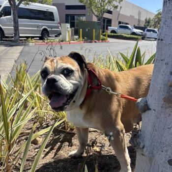 Maggie -  English Bulldog Dog for Adoption in Rancho Santa Margarita, California - Maggie | PetCurious