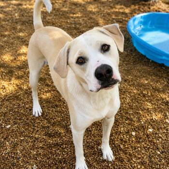 Louie -  Yellow Labrador Retriever Dog for Adoption - Louie | PetCurious