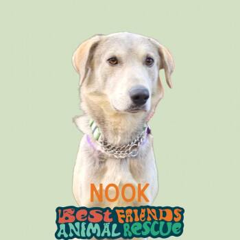 Nook -  Husky Dog for Adoption in Wasilla, Alaska - Nook | PetCurious