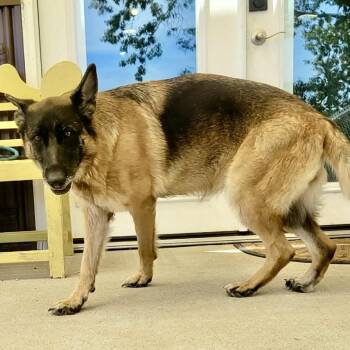 Stevie - Missouri (AG26-259) -  German Shepherd Dog Dog for Adoption in Peyton, Colorado - Stevie - Missouri (AG26-259) | PetCurious