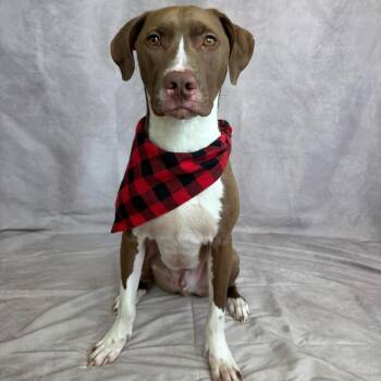 Joker -  Mixed Breed Dog for Adoption in Fort Worth, Texas - Joker | PetCurious