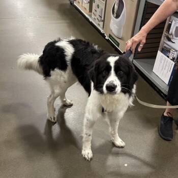 Woody Bear -  Great Pyrenees and Mixed Breed Dog for Adoption in Overland Park, Kansas - Woody Bear | PetCurious