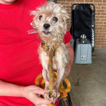 Walter -  Shih Tzu Dog for Adoption in Birmingham, Alabama - Walter | PetCurious